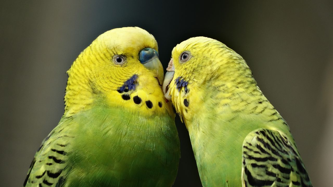 Love Birds के बारे में विस्तृत जानकारी