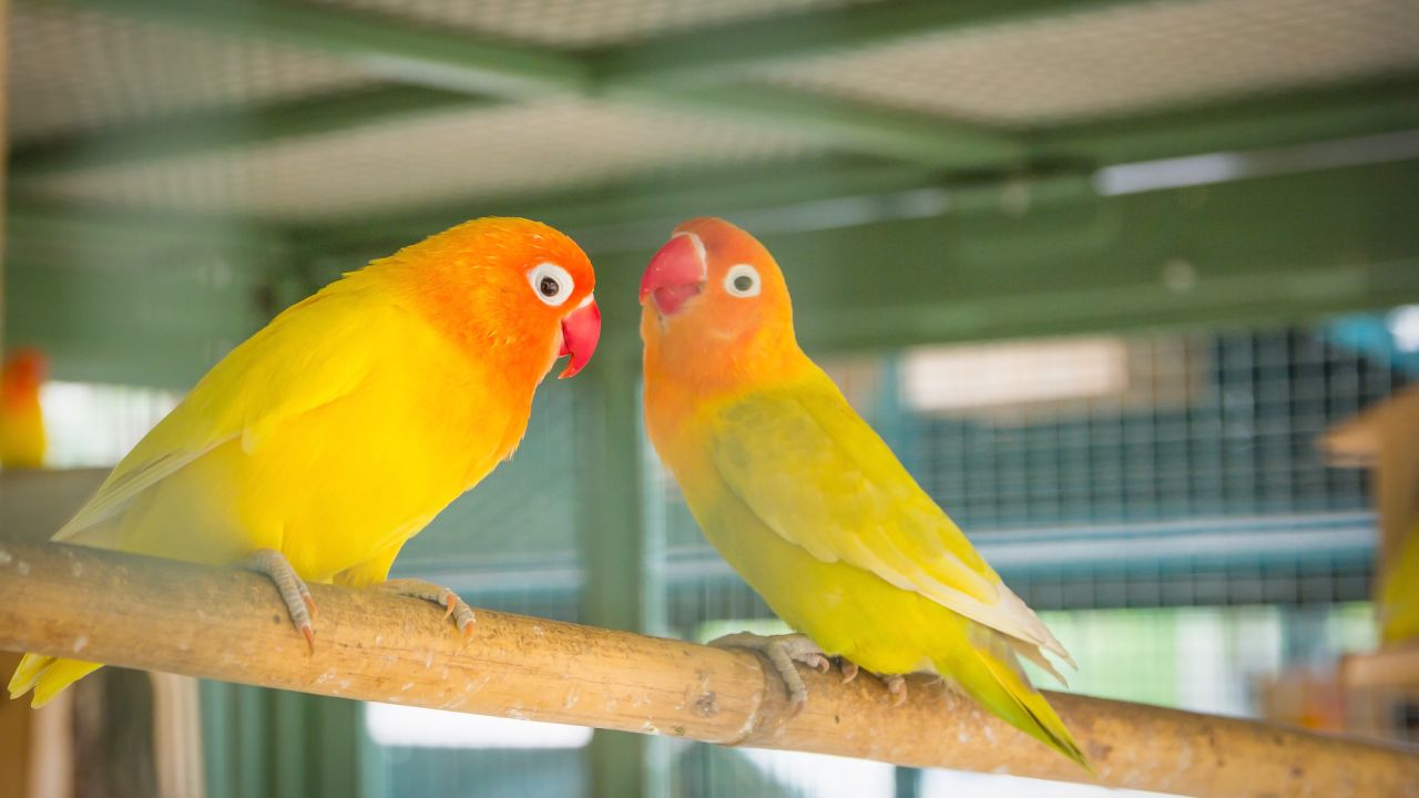 गर्मियों में पक्षियों की देखभाल कैसे करे जानिए