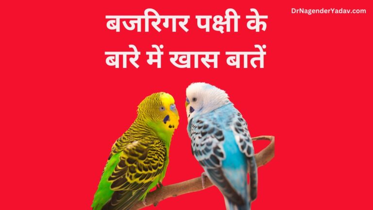 DrNagenderYadav.com (1)