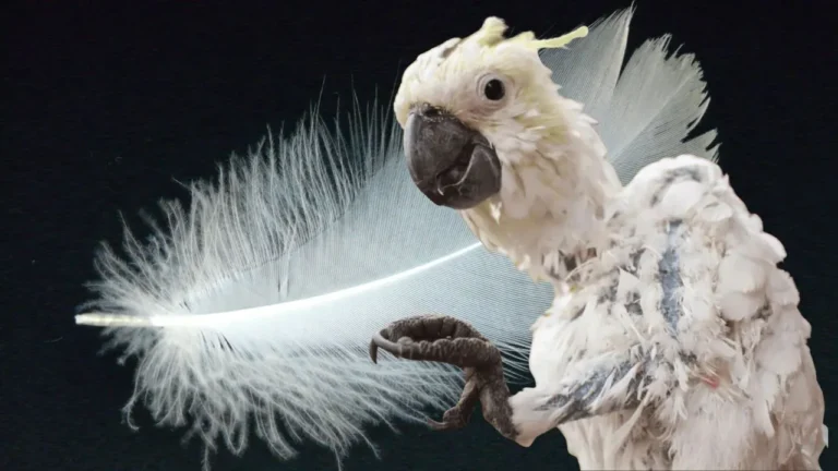 पक्षियों में क्या होती है पंख नोचने की बीमारी?