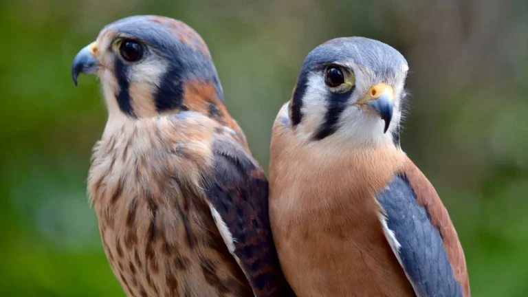 Eye diseases in birds