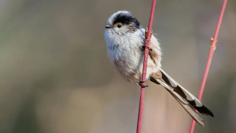 Tail Bobbing in birds