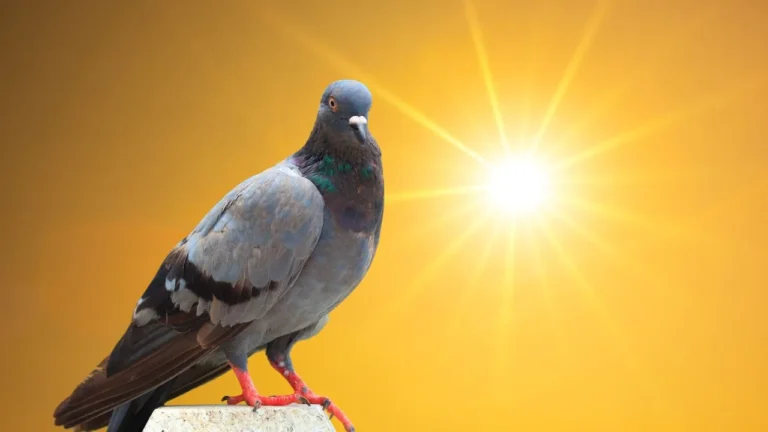 How to protect pigeons from heat