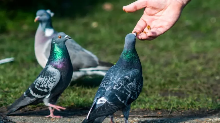 Pigeon diet in summer