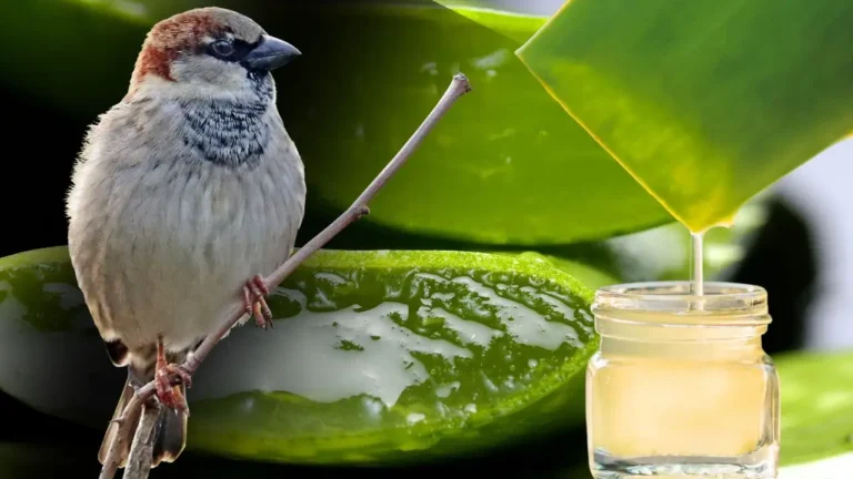 aloe vera use in birds