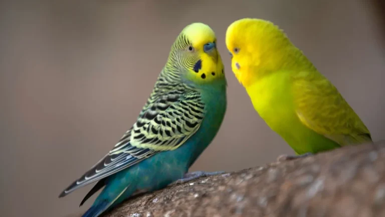 क्या है रंग-बिरंगे बजरीगर के सेहत का राज़?