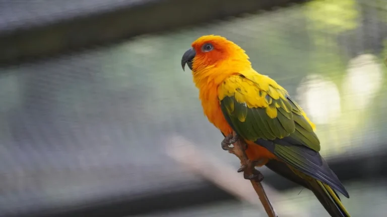 Sun Conure bird