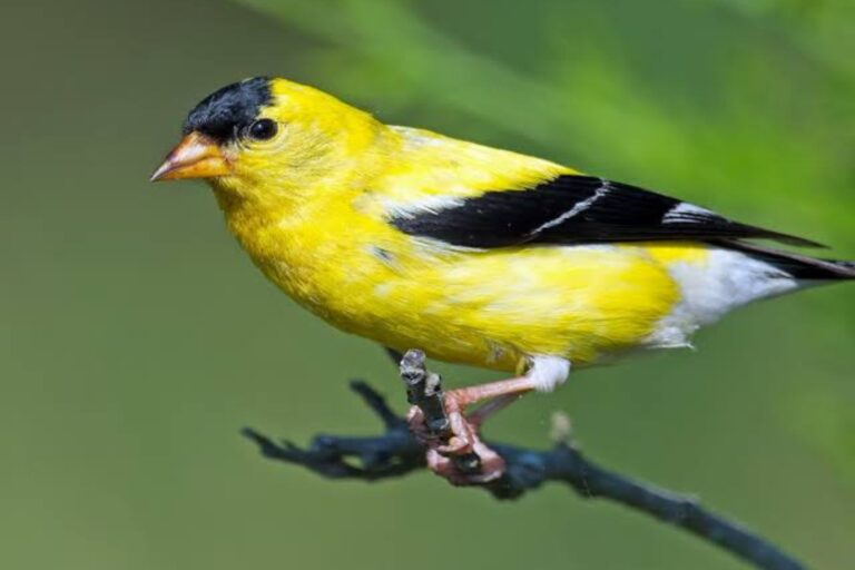 American Goldfinch