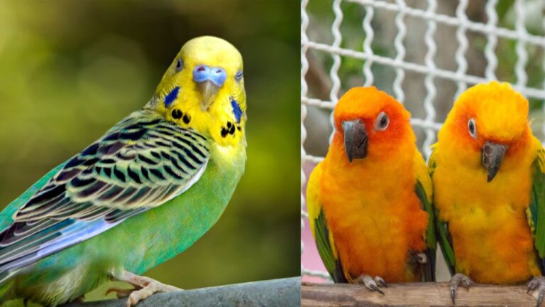 Budgerigar and love bird