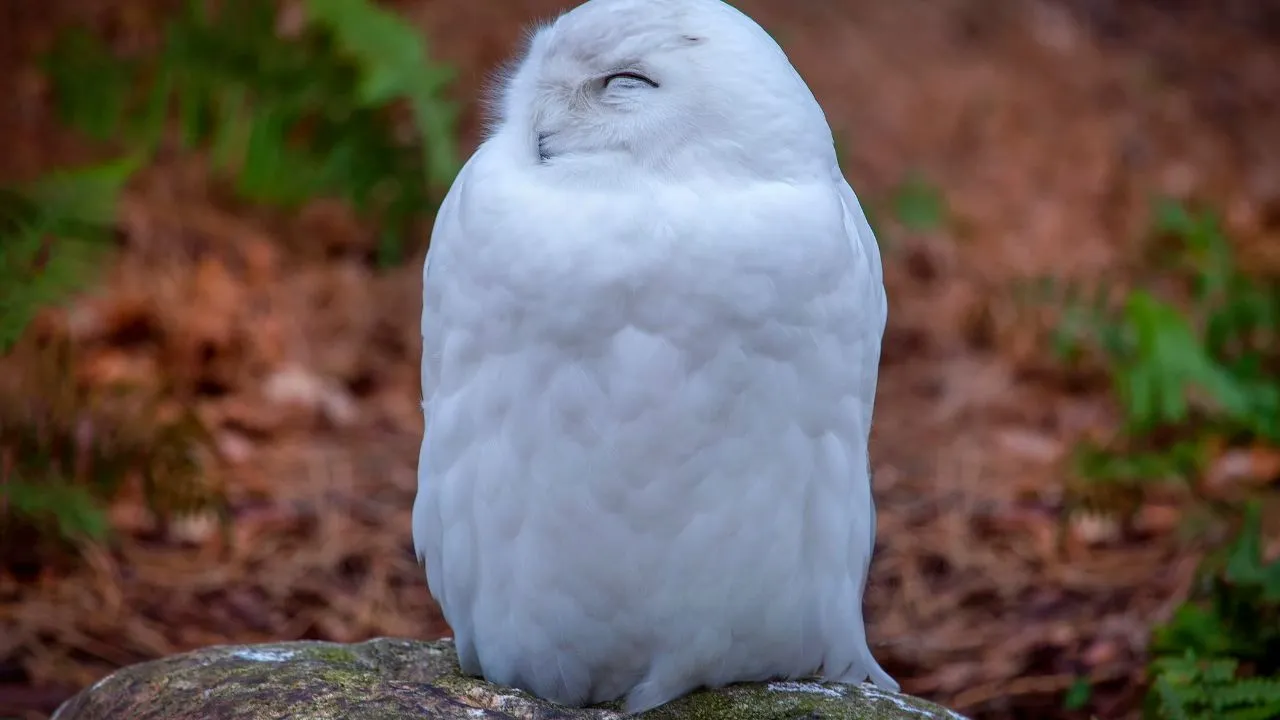 Chinese Owl Pigeon
