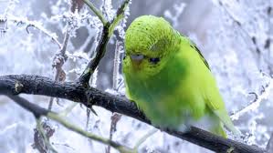 Parakeet Care Tips In Winter