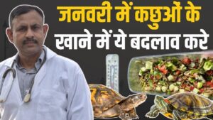 tortoise diet in winter, january tortoise food, turtle winter care, tortoise feeding tips, winter care for turtles, tortoise metabolism in cold, calcium for tortoise, tortoise hydration tips