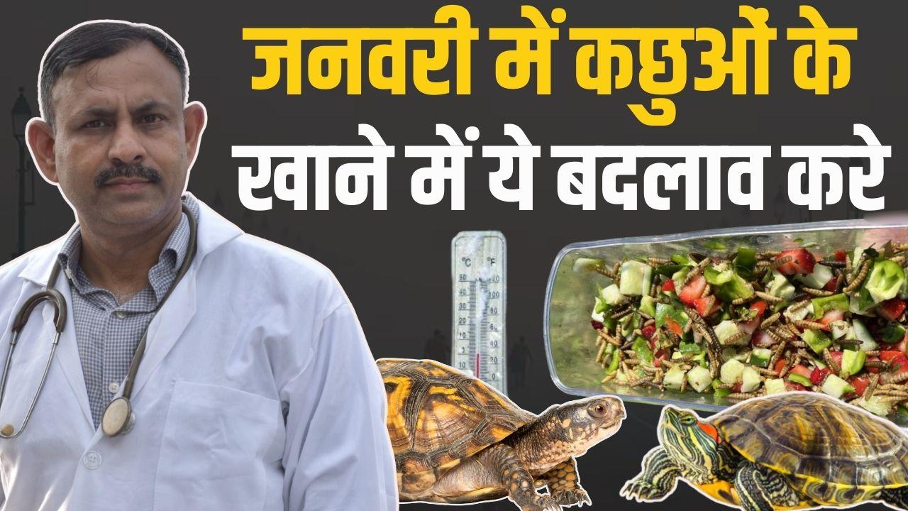 tortoise diet in winter, january tortoise food, turtle winter care, tortoise feeding tips, winter care for turtles, tortoise metabolism in cold, calcium for tortoise, tortoise hydration tips