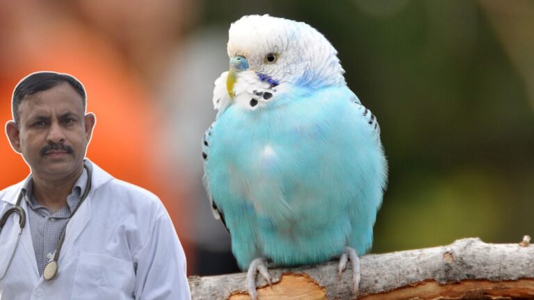 Budgies Training Guide