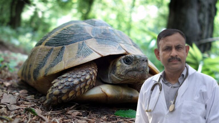 Trtle Care In Summer