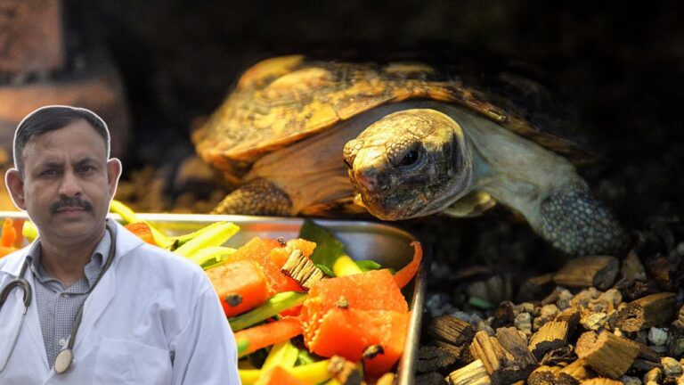 Turtle Diet