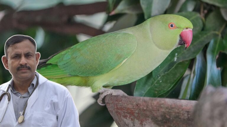 best diet for parrots