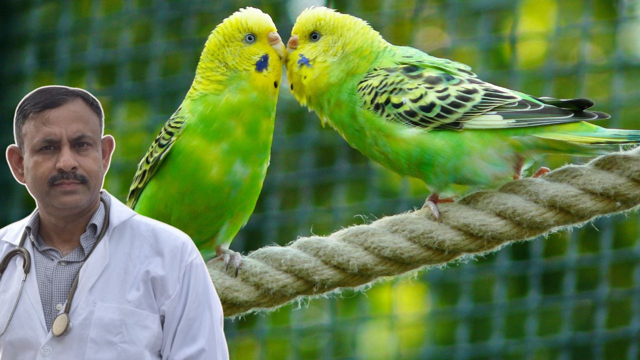 budgie health problems