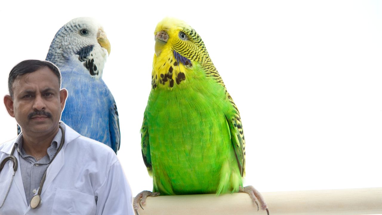 how to identify budgie gender