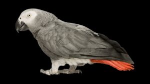 बीमार पक्षी कबू तरो का घर पर ऐसे इलाज करे-5