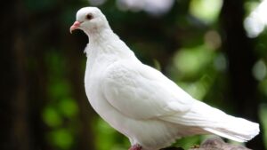 बीमार पक्षी कबू तरो का घर पर ऐसे इलाज करे-6