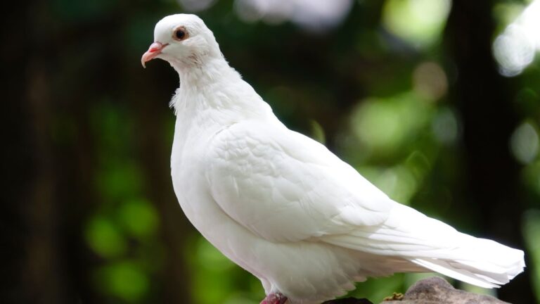 बीमार पक्षी कबू तरो का घर पर ऐसे इलाज करे-6