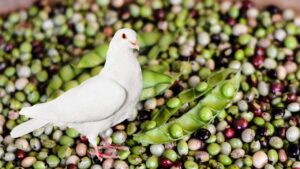 बीमार पक्षी कबू तरो का घर पर ऐसे इलाज करे-9