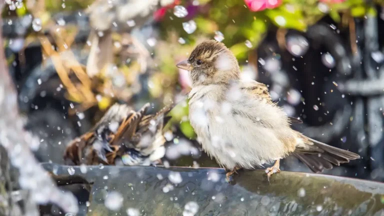 Birds Bathing Tips
