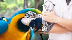 Deworming in birds