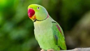 Parrot Fever