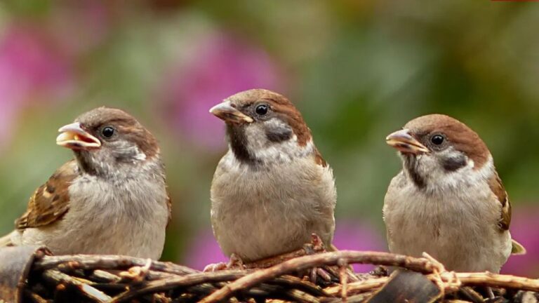 Best seeds food for bird in winter