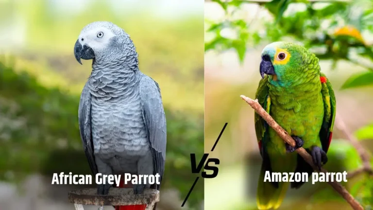 African grey vs Amazon parrot