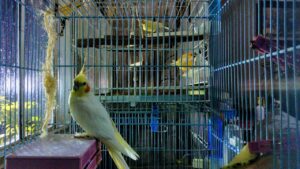 Birds cage cleaning Tips