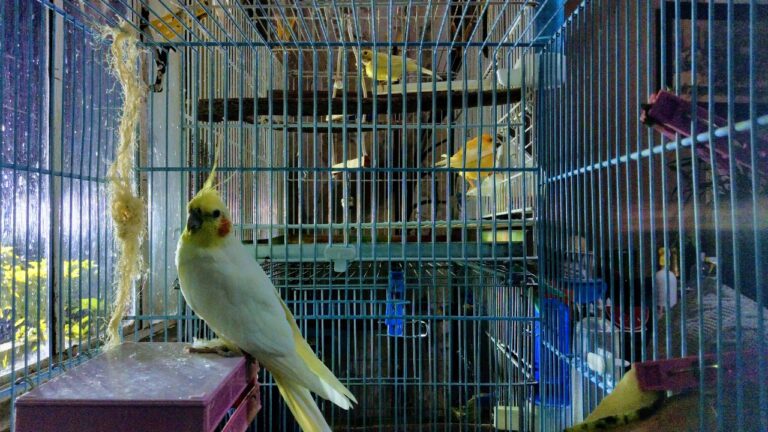 Birds cage cleaning Tips