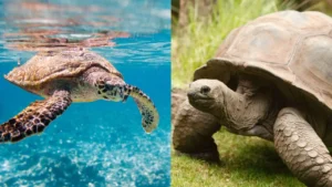 Difference between turtle and tortoise