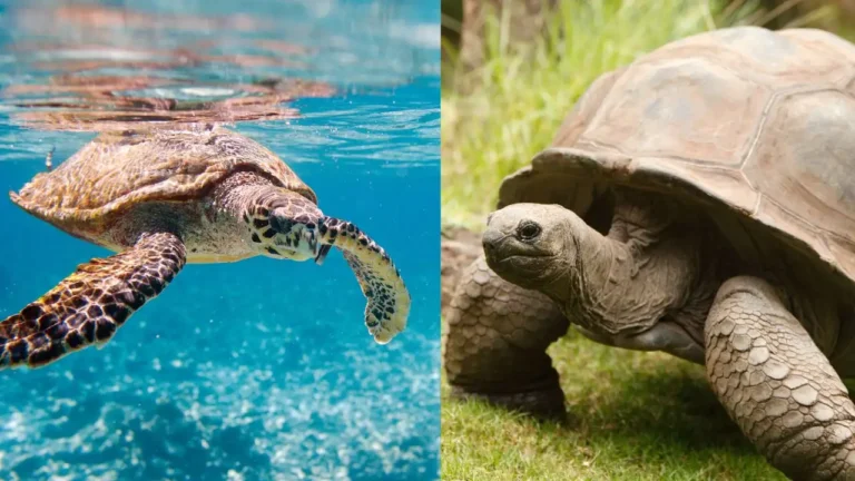 Difference between turtle and tortoise