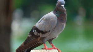 pigeon