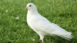 Ways to increase stamina of pigeon