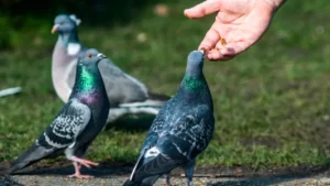 Pigeon diet in summer