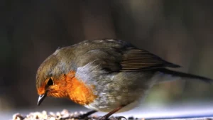 मौसम के बदलाव के साथ पक्षियों के खाने में क्या बदलाव करें?