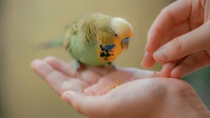 top 10 pets birds