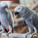 African Grey Parrot