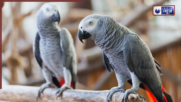African Grey Parrot