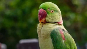 Know interesting facts about Alexandrine parrot