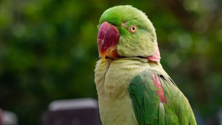 Know interesting facts about Alexandrine parrot