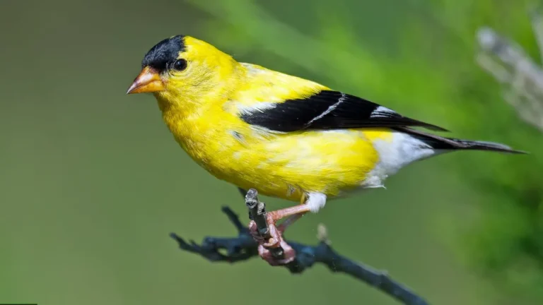 American Goldfinch