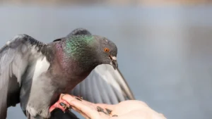 Best Seeds for pigeon