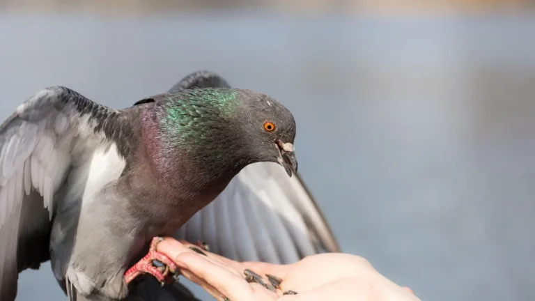 Best Seeds for pigeon