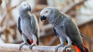 Grey parrot