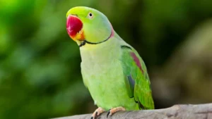 Parrot